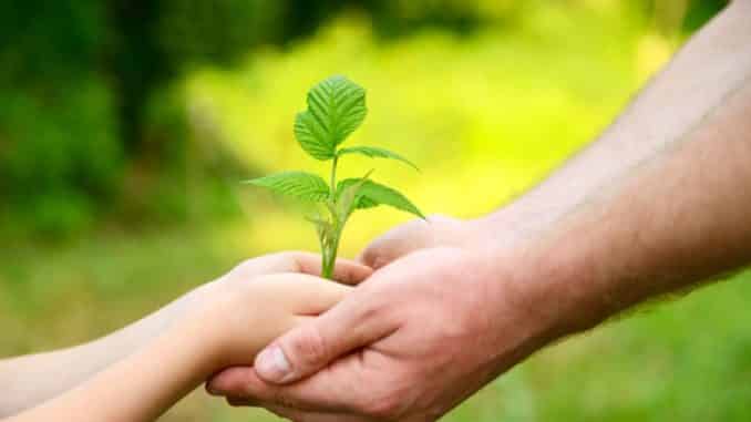 Father's and son's hands holding green growing plant over nature